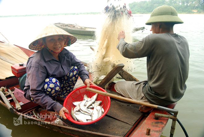 Đầu mùa đánh bắt, mỗi kg bán giá 40.000 đồng, chính vụ giá giảm còn 25.000 - 30.000 đồng nhưng vẫn cho thu nhập hơn hẳn các mùa cá khác.