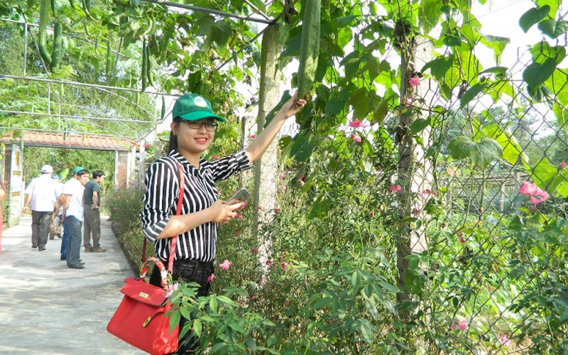 Vườn mẫu nông thôn mới tại thôn Yên Mỹ xã Cẩm Yên với nhiều loại rau quả cho thu nhập cao.