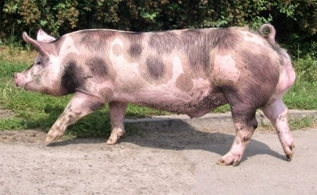 Giống lợn nội Ba Xuyên bắt đầu phối giống lúc 6 – 7 tháng tuổi; một năm đẻ 2 lứa, 8 – 9 con/lứa.
