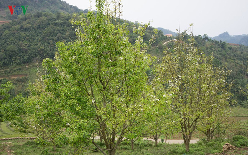 Hơn 27 ha lê bung nở ở xã Hồng Thái, huyện Na Hang (Tuyên Quang). Xã Hồng Thái nằm ở độ cao hơn 1.000 m, khí hậu ôn hòa.