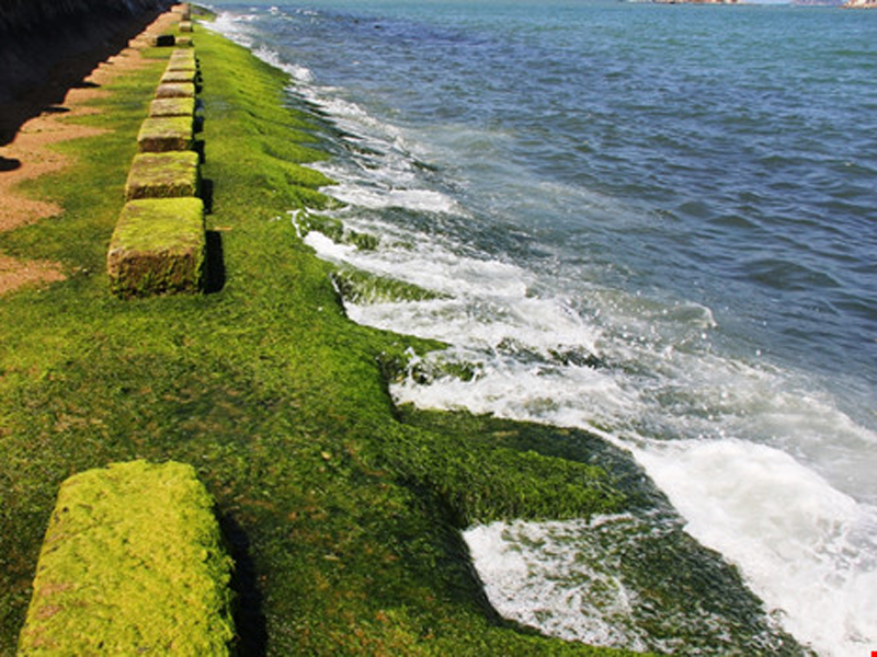   Thảm rêu xanh ven biển đẹp lạ lùng, hút hồn biết bao du khách. 