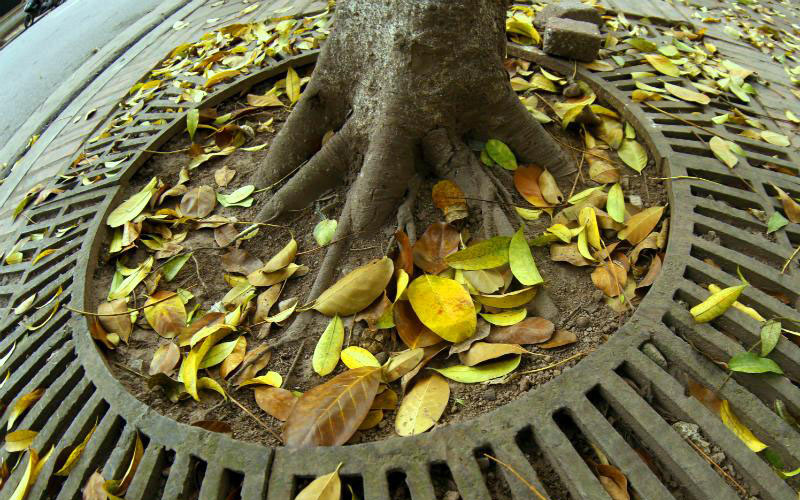Nếu đã từng sống ở Hà Nội, bắt gặp Hà Nội vào mùa thay lá, thì bạn sẽ chẳng thể quên được vẻ nên thơ của những thảm lá vàng trong thời khắc chuyển giao ngắn ngủi này. 