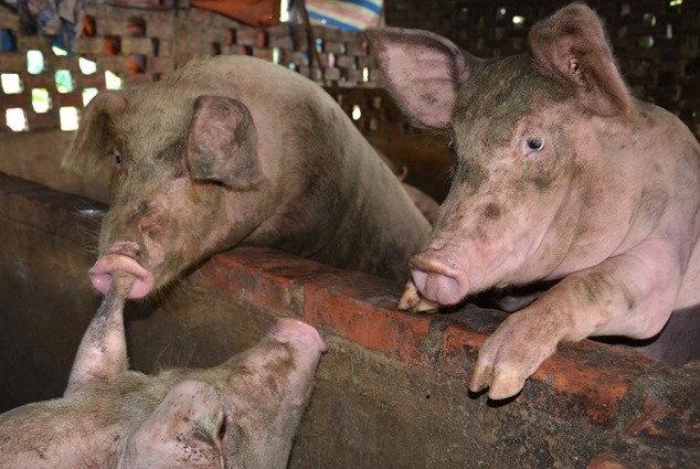 Lợn còi xương có thể ảnh hưởng đến kinh tế chăn nuôi như thế nào?
