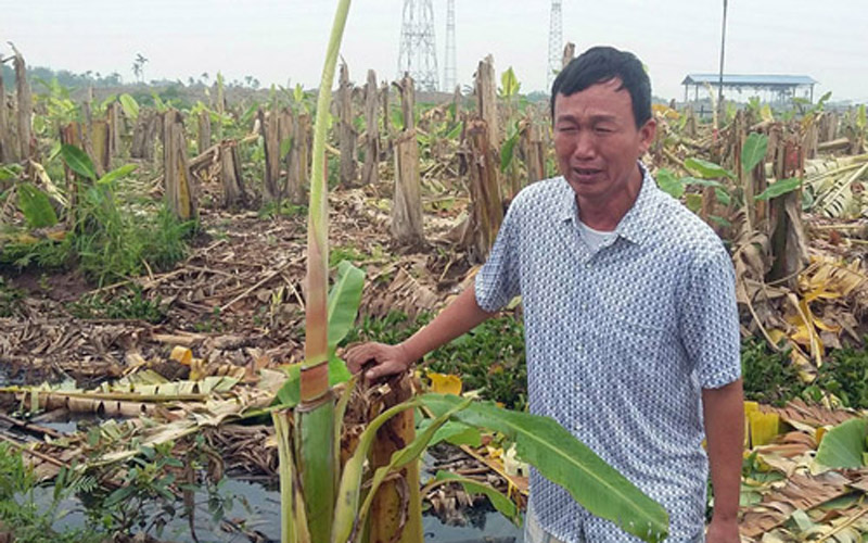 Ông Phạm Văn Quân mếu máo đứng bên vườn chuối bị chặt phá tan hoang trong đêm. Ảnh: Nguyễn Đại