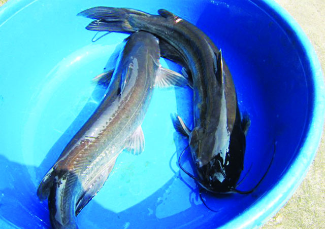 Phát triển nuôi cá nheo Mỹ trong lồng trên hồ Thác Bà.