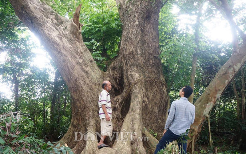 Ông Nguyễn Văn Ba giới thiệu về cây sưa khủng của gia đình