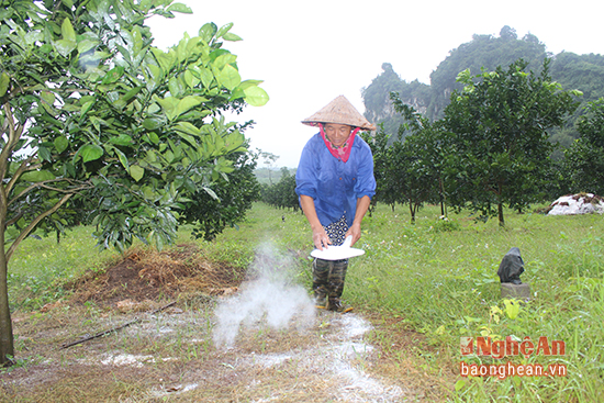 Mảnh đất Đỉnh Sơn, đoạn giáp ranh với xã Yên Khê (Con Cuông) vốn trước đây là địa bàn đứng chân của Nông trường Bãi Phủ nổi tiếng với chất lượng cam quả. Phát huy thể mạnh của điều kiện tự nhiên, thổ nhưỡng, người dân đã chủ động cải tạo đất, phát triển cây cam.