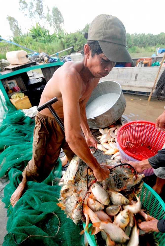 Bán cá cho thương lái tại chỗ. 