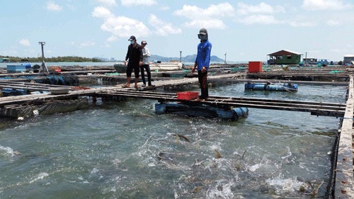 Làng cá bè Long Sơn lao đao vì cá chết hàng loạt không rõ nguyên nhân.  Ảnh: H.V