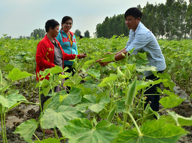 Trồng đậu bắp bằng màng phủ nông nghiệp cho năng suất, chất lượng cao, vụ này gia đình bà Nguyễn Thị Giào ước lãi 20 triệu đồng. Ảnh: Ngọc Quyên.