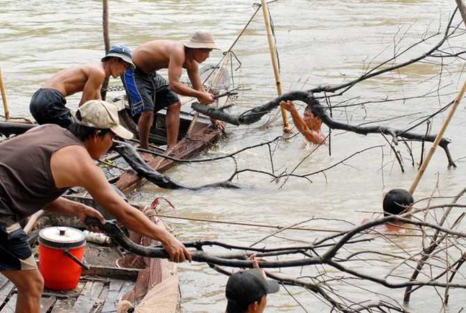 Đưa những nhánh chà lên khỏi mặt nước...