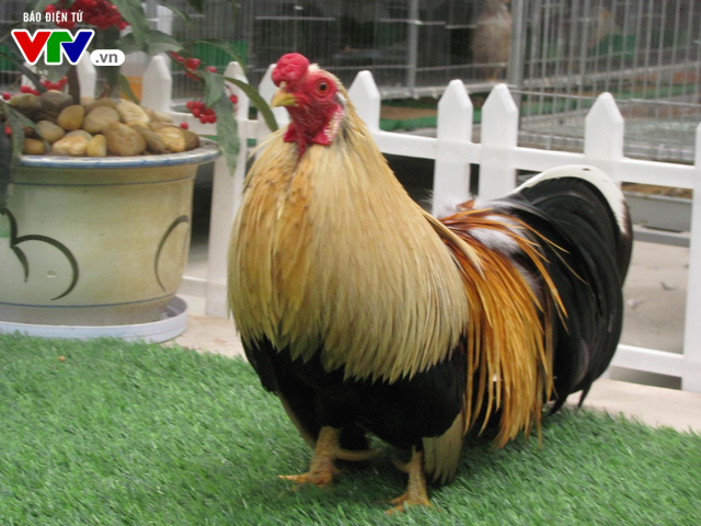 7 giống gà quý hiếm tại Việt Nam  Tin tức Chăn nuôi  Tạp chí Chăn nuôi  Việt Nam