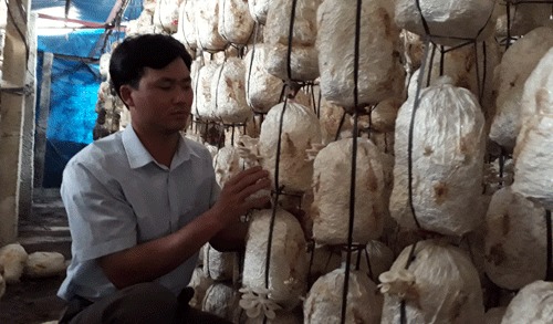 Tỉ phú nấm Nguyễn Quốc Huy kiểm tra sự phát triển của nấm