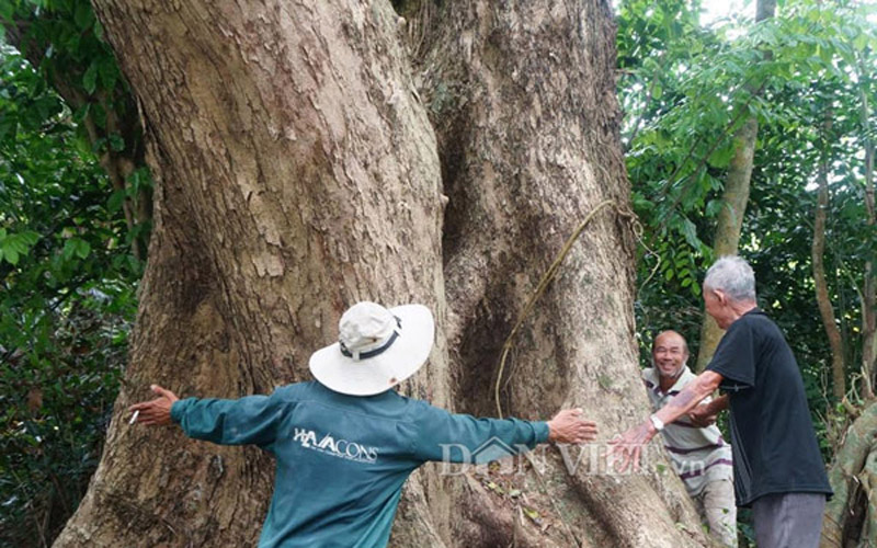 Cây sưa khủng đến nỗi khoảng 10 người nối tay nhau ôm cũng không hết gốc