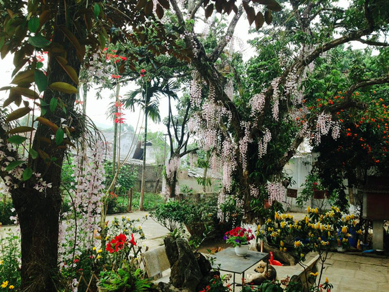Lan Hạc Vĩ Rủ Đẹp Như Trong Như Vườn Cổ Tích Ở Điện Biên | Dân Việt