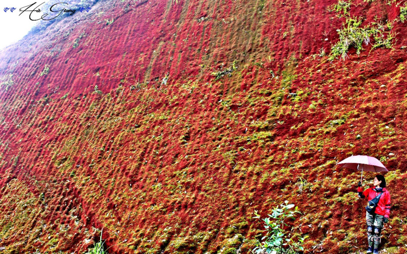 Bức “tường thành” phủ đầy rêu trên đường lên dốc.