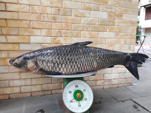 Con cá trắm đen nặng 41 kg do một người dân câu ở hồ sông Đà được bán với giá 45 triệu đồng. Ảnh: Dân Trí