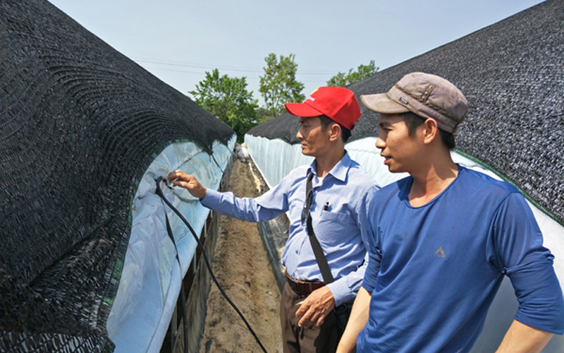 Ông Lê Đình Hưởng, nông dân Việt Nam xuất sắc 2015 ở Phú Thọ trao đổi, học hỏi kinh nghiệm làm nhà nilon trồng nấm linh chi từ anh Phúc, một công nhân có hơn 7 năm kinh ngiệm làm việc tại nông trại của ông Yu Dae Sang.