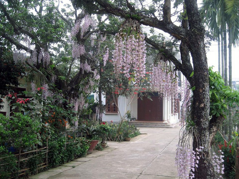 Lan Hạc Vĩ Rủ Đẹp Như Trong Như Vườn Cổ Tích Ở Điện Biên | Dân Việt