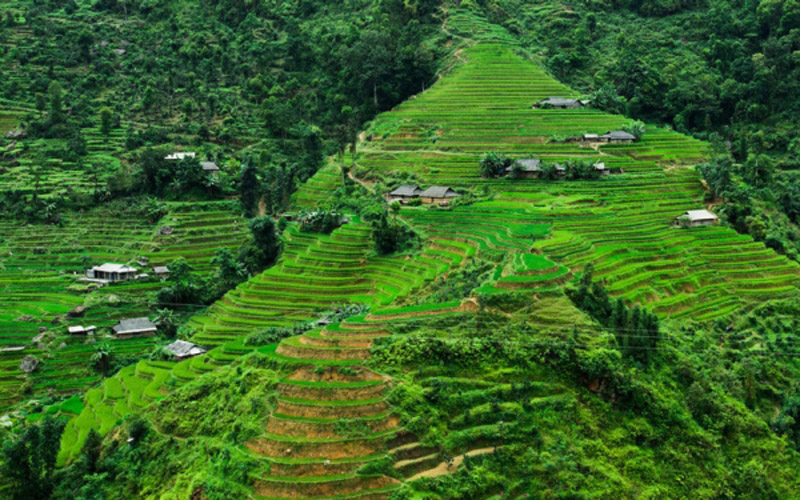 Ruộng bậc thang ở Hoàng Su Phì – Hà Giang.