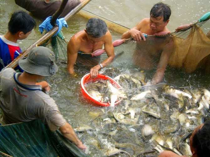 Công đoạn cuối là bắt cá trong lưới.