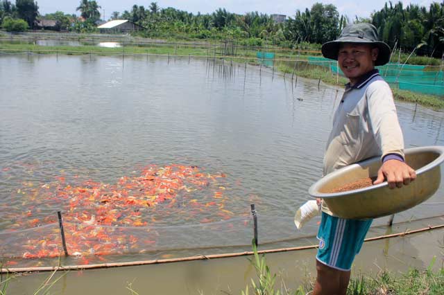 Lão nông Nguyễn Tấn Phong bên ao nuôi cá cảnh. Ảnh: T.Tuấn 