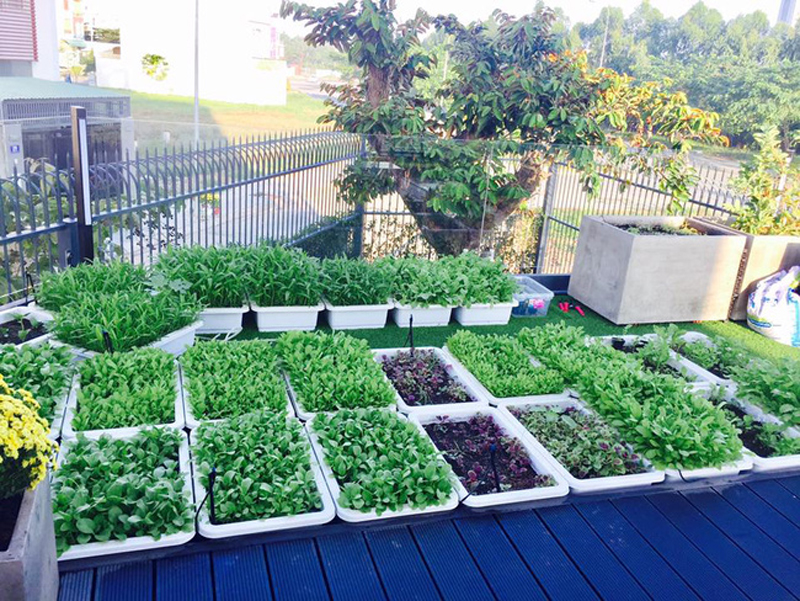 Trên sân thượng nhà ca sỹ Lý Hải trồng rất nhiều loại rau và cây ăn trái