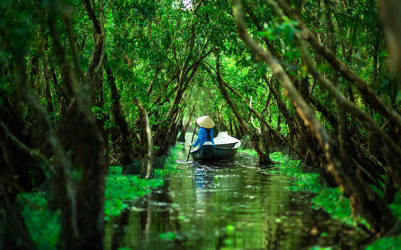 Rừng tràm Trà Sư ở Châu Đốc – An Giang.