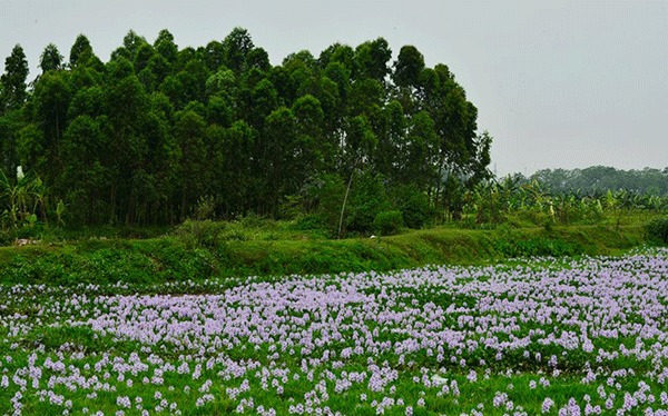 Tự nhiên, dung dị là thế nhưng sắc tím hoa lục bình đã ăn sâu vào tiềm thức bao người bởi vẻ đẹp của nó gắn liền với gam mầu của quê hương, của sâu thẳm ký ức.