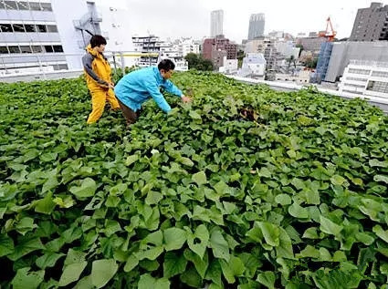 Trang trại trên tầng mái tập trung chú trọng tới việc sản xuất các loại thực phẩm hữu cơ phục vụ cho nhà bếp Nhật Bản. Các loại lương thực, thực phẩm do City Farm cung cấp bao gồm gạo, trứng và đậu nành.