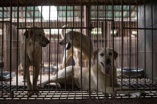 Cách chọn chuồng nuôi chó và kỹ thuật chăm sóc hiệu quả  Dân Việt