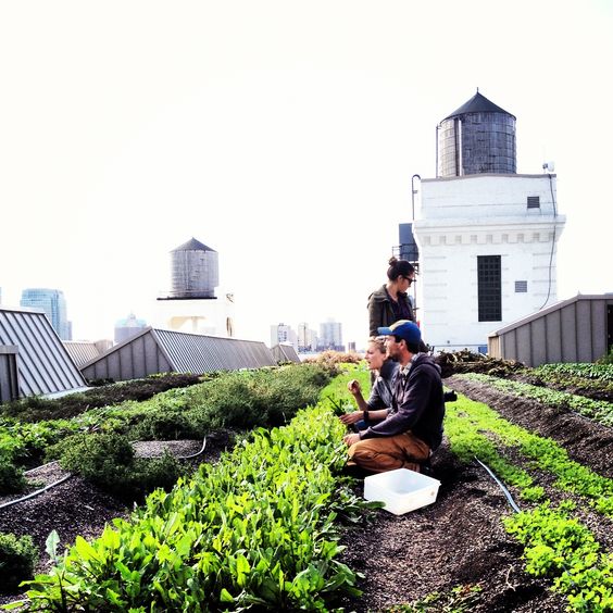 Brooklyn Grange là trang trại được Ben Flanner - một nông dân bản địa vùng Wisconsin thiết kế vào năm 2009.