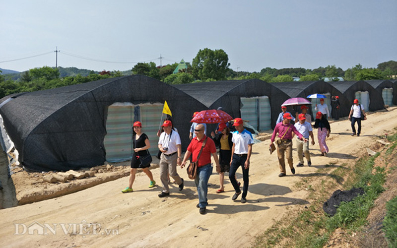 Đoàn nông dân xuất sắc do nhà báo Lưu Quang Định – Tổng Biên tập Báo Nông thôn Ngày nay/Dân Việt, Phó trưởng Ban Thường trực Ban tổ chức Chương trình Tự hào NDVN 2017 (áo trắng đội mũ đỏ) dẫn đầu đi qua một nông trại trồng nấm linh chi ở Gyeong Gido (Hàn Quốc).