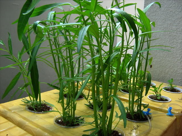 Cây rau muống trồng bằng phương pháp thủy canh (Ảnh: S.T)