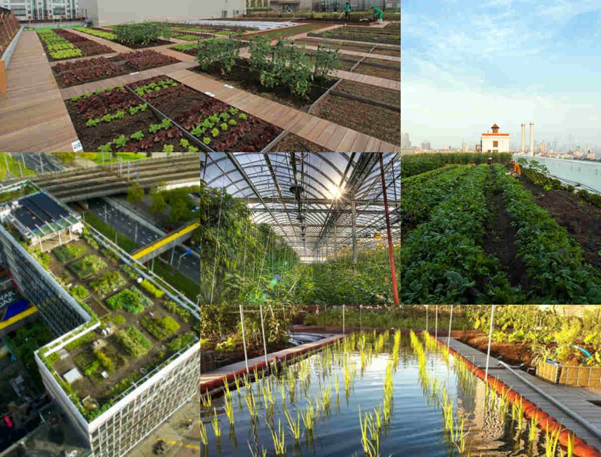 5 mô hình trang trại trồng rau trên sân thượng ưu việt nhất trên thế giới   Dân Việt