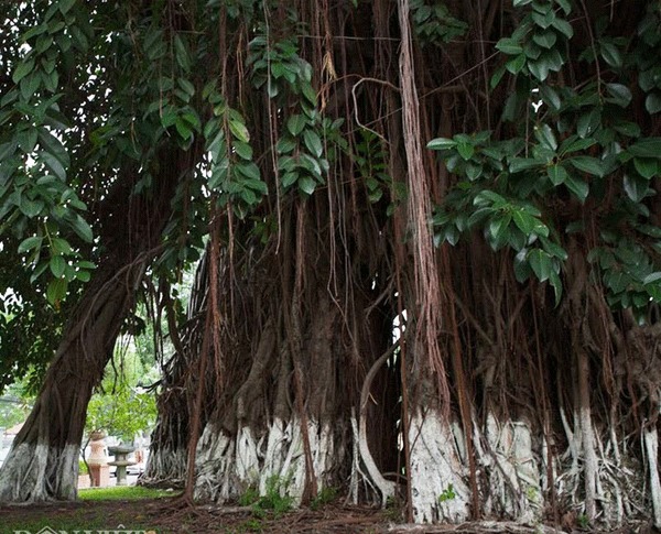 Cây đa làng quê tôi (ảnh: Hoàng Duy)