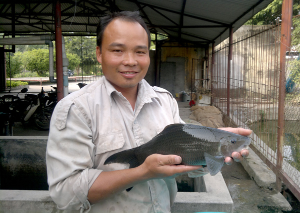 Cá rầm xanh bố mẹ được nuôi tại Trung tâm Thủy sản tỉnh để nghiên cứu, ứng dụng sản xuất bằng phương pháp sinh sản nhân tạo.