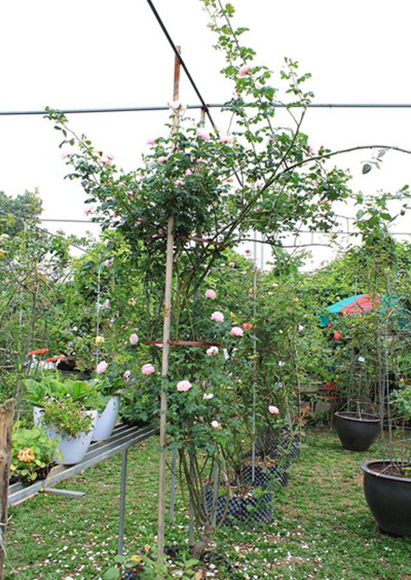 Năm 2014, ông Hùng đầu tư thuê 4 hecta đất tại Tam Hiệp - Thanh Trì – Hà Nội để trồng và sưu tập các loại cây cảnh quý hiếm trong đó dành một phần để trưng bày và nhân giống các loại hoa hồng quý hiếm.
