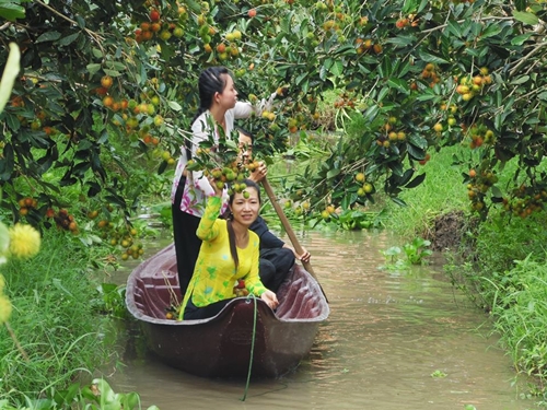 Đi thuyền len lỏi trong miệt vườn sông nước, hái trái cây là trải nghiệm thú vị ở Cần Thơ. Ảnh: M.K.