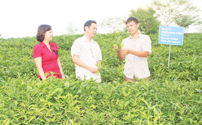 Anh Nguyễn Mạnh Thắng (ngoài cùng bên phải) giới thiệu quy trình trồng chè VietGap với lãnh đạo Hội Nông dân các cấp tỉnh Tuyên Quang.