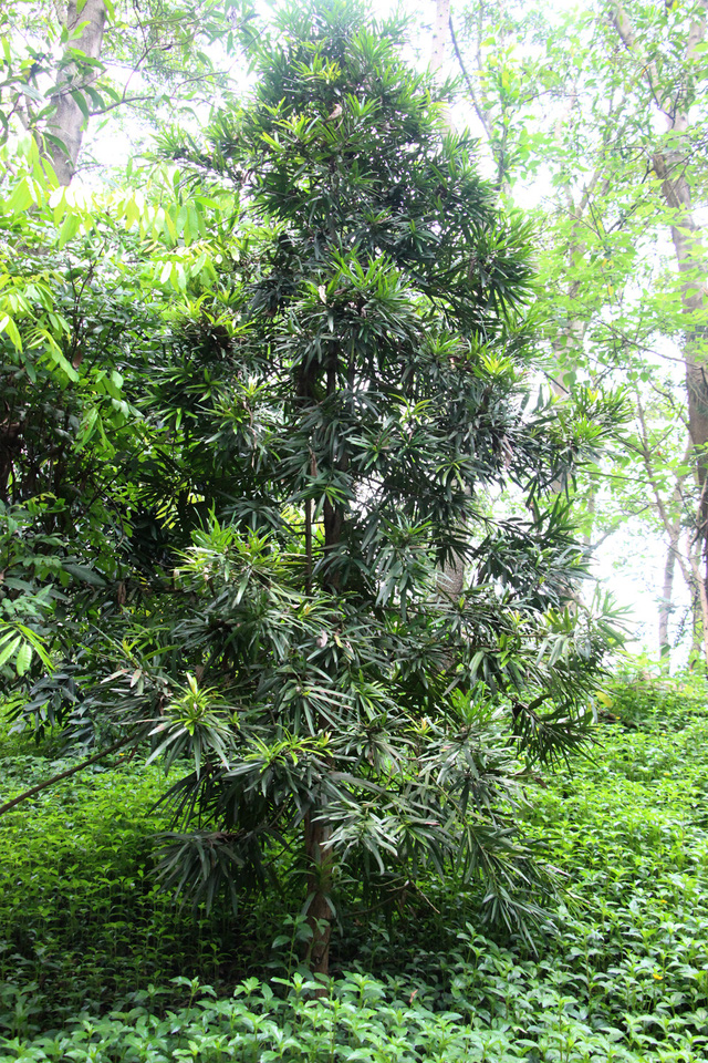 Đây là cây Kim Giao mà gỗ của nó có khả năng phát hiện được một số độc tố trong thức ăn nên được vua chúa ngày xưa rất thích dùng để làm đũa ăn.