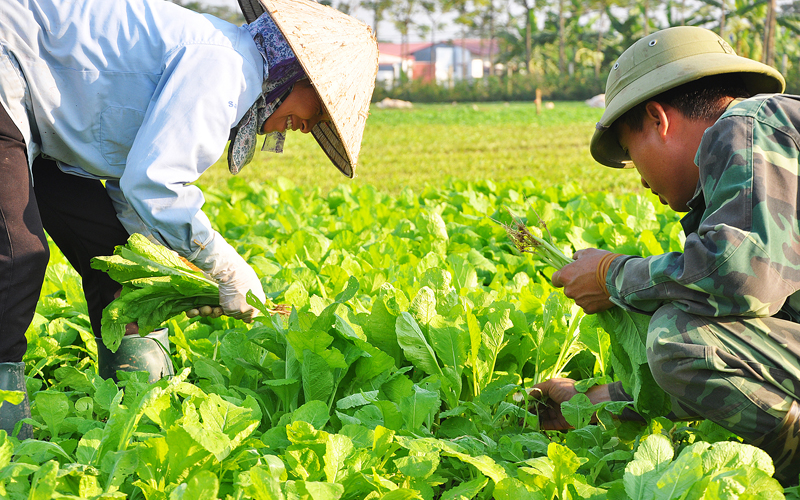 Công nhân thu hoạch rau tại trang trại trồng rau công nghệ cao.