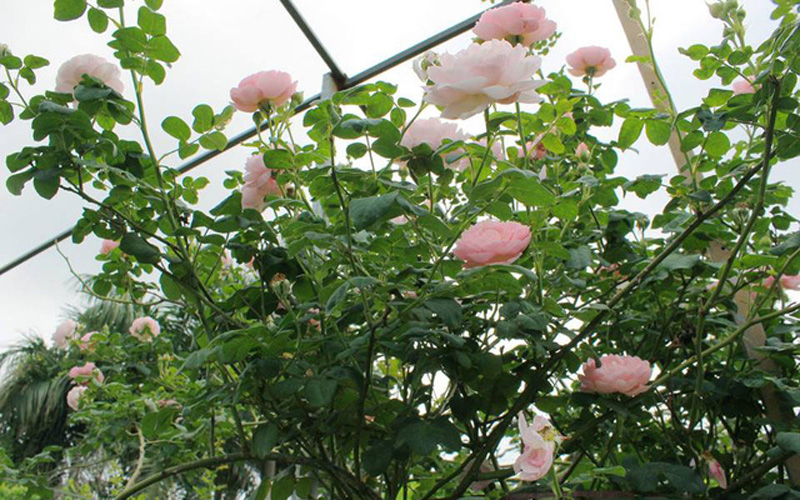 Nhiều loại hoa hồng ngoại trên thế giới được “nhiệt đới hóa”, chăm sóc tại vườn thích nghi khá tốt với khí hậu Việt Nam. Trong ảnh là loại hoa hồng An Sương có xuất xứ từ Anh. Đây là loại hoa hồng leo, hoa mọc thành chùm có màu hồng sáng, thơm dịu tựa như những giọt sương nhẹ nhàng. Cây có thể leo cao 4 – 6m và xòe tán 1 – 1,5m.