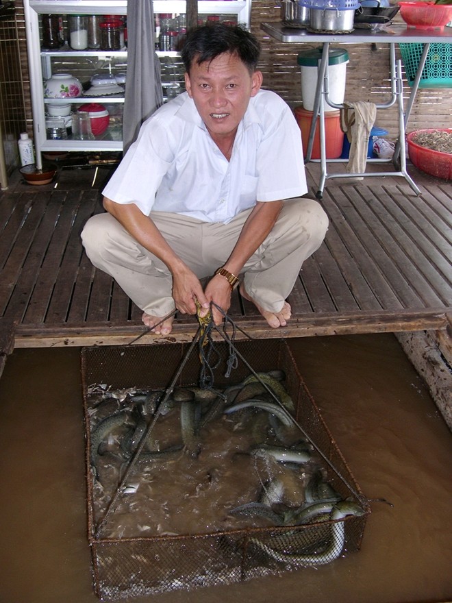 Các loại cá nuôi đặc sản ở miền Tây thịnh hành nhất là cá chình, vì loài này phục vụ chính cho nhà hàng và quán ăn.