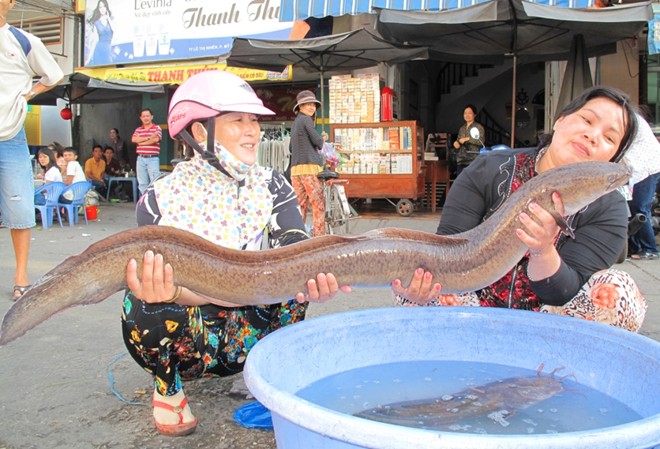 Ông Ngô Văn Phú, ở xã Khánh An, huyện An Phú – An Giang nuôi 3 bè cá chình, gần 3.000 con chuẩn bị thu hoạch cho biết: Cá chình nuôi từ 13-18 tháng, đạt trọng lượng từ 1,3 đến 1,7kg. Giá hiện nay dao động từ 240.000 đến 350.000 đ/kg. Vụ này gia đình lãi gần 1 tỉ đồng.