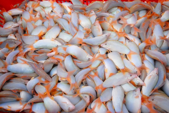 Anh Bùi Chí Linh, ở ấp Vĩnh Phú, xã Vĩnh Hội Đông, huyện An Phú là người đầu tiên nuôi thành công loài cá heo nước ngọt với 6 bè. Một năm doanh thu bán cá giúp anh Linh lãi trên 400 triệu đồng.