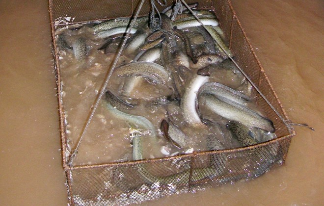Cá chình nuôi nhiều nhất ở An Giang, Cà Mau, Đồng Tháp… chủ yếu trong bè hay ao. Đây là loài cá khỏe mạnh, ít bệnh tật, thức ăn chính của cá chình là cá xay nhuyễn, tép, cộng với tấm cám nấu.