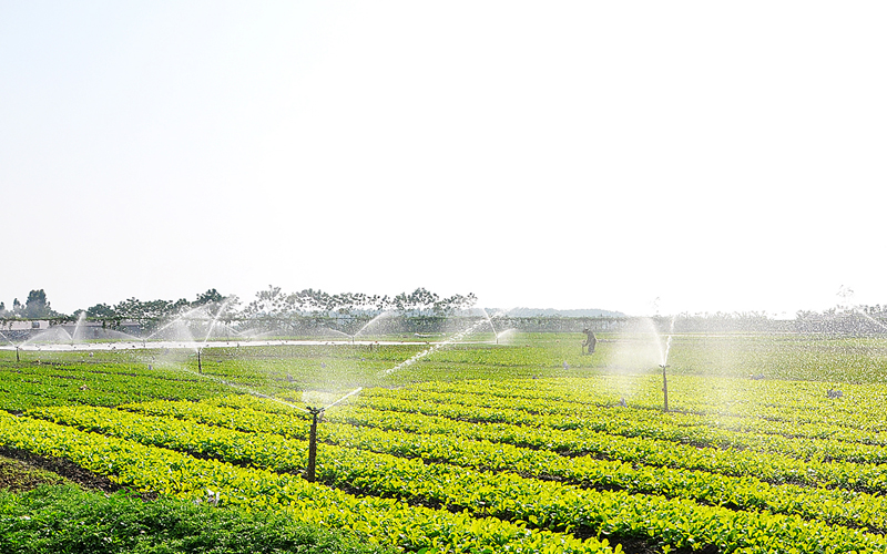 Toàn cảnh trang trại trồng rau công nghệ cao VietGAP rộng 4,5ha của anh Kiên ở huyện Yên Lạc (Vĩnh Phúc).