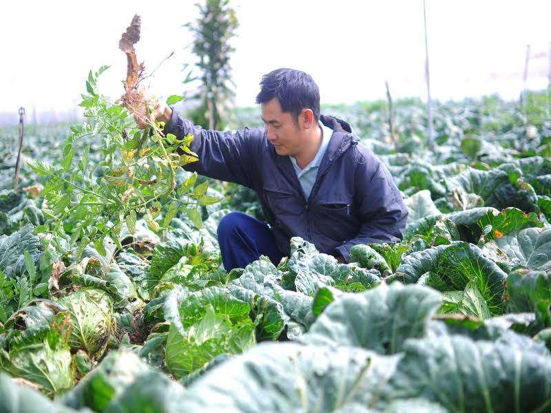 Để hạn chế việc dùng thuốc diệt cỏ, người dân dùng dùng tay để nhổ bớt cỏ, đảm bảo độ sạch cho sản phẩm.