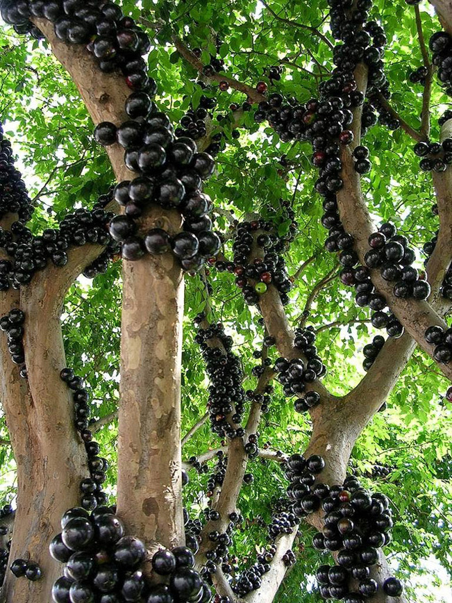 Những quả nho chín mọng trên thân cây. Ảnh Internet.